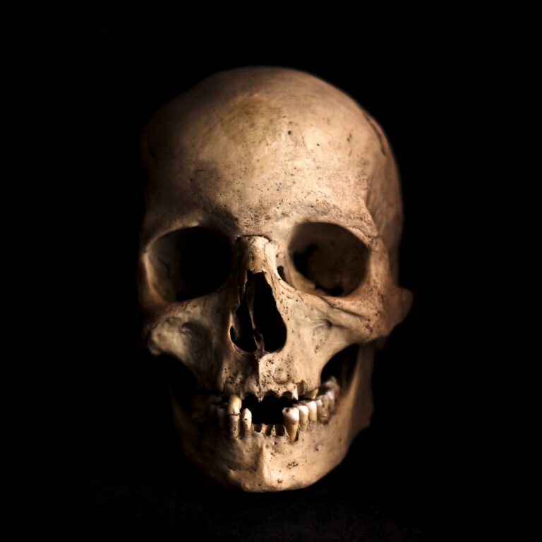 Read more about the article The Skull